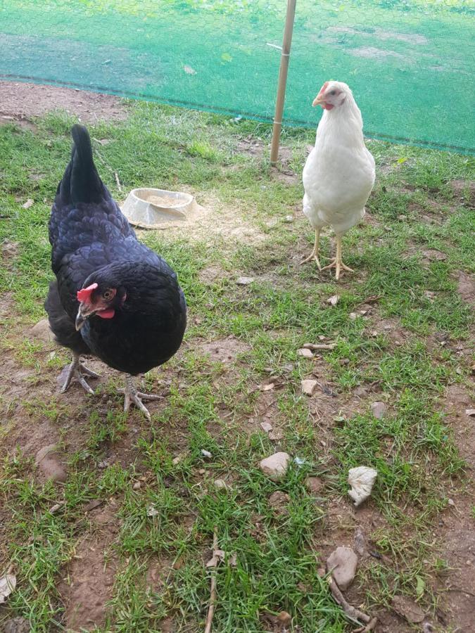Shadow River Farm Anascaul エクステリア 写真